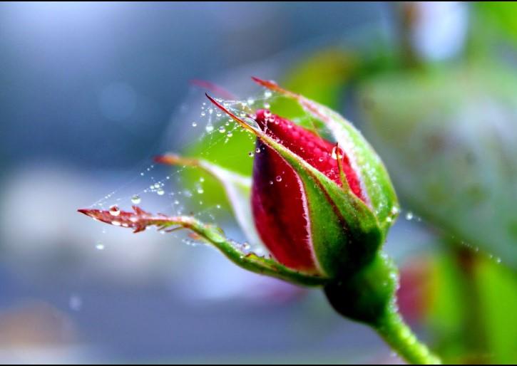 Zoey's photo of a rose bud